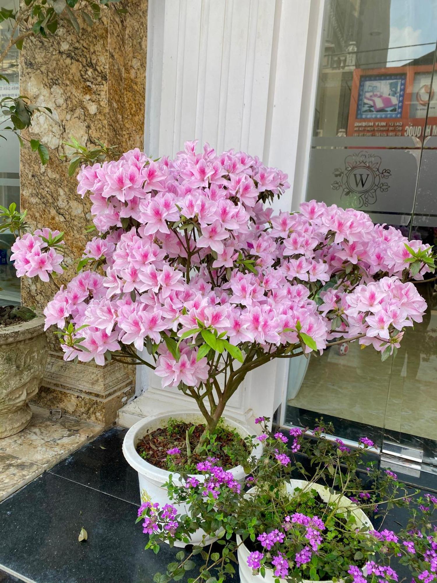 Wind House Hotel Sapa Εξωτερικό φωτογραφία